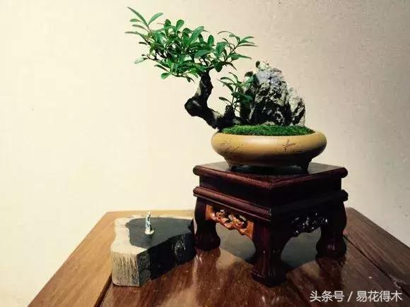 小叶女贞盆景作品欣赏,小叶紫檀盆景的鉴赏