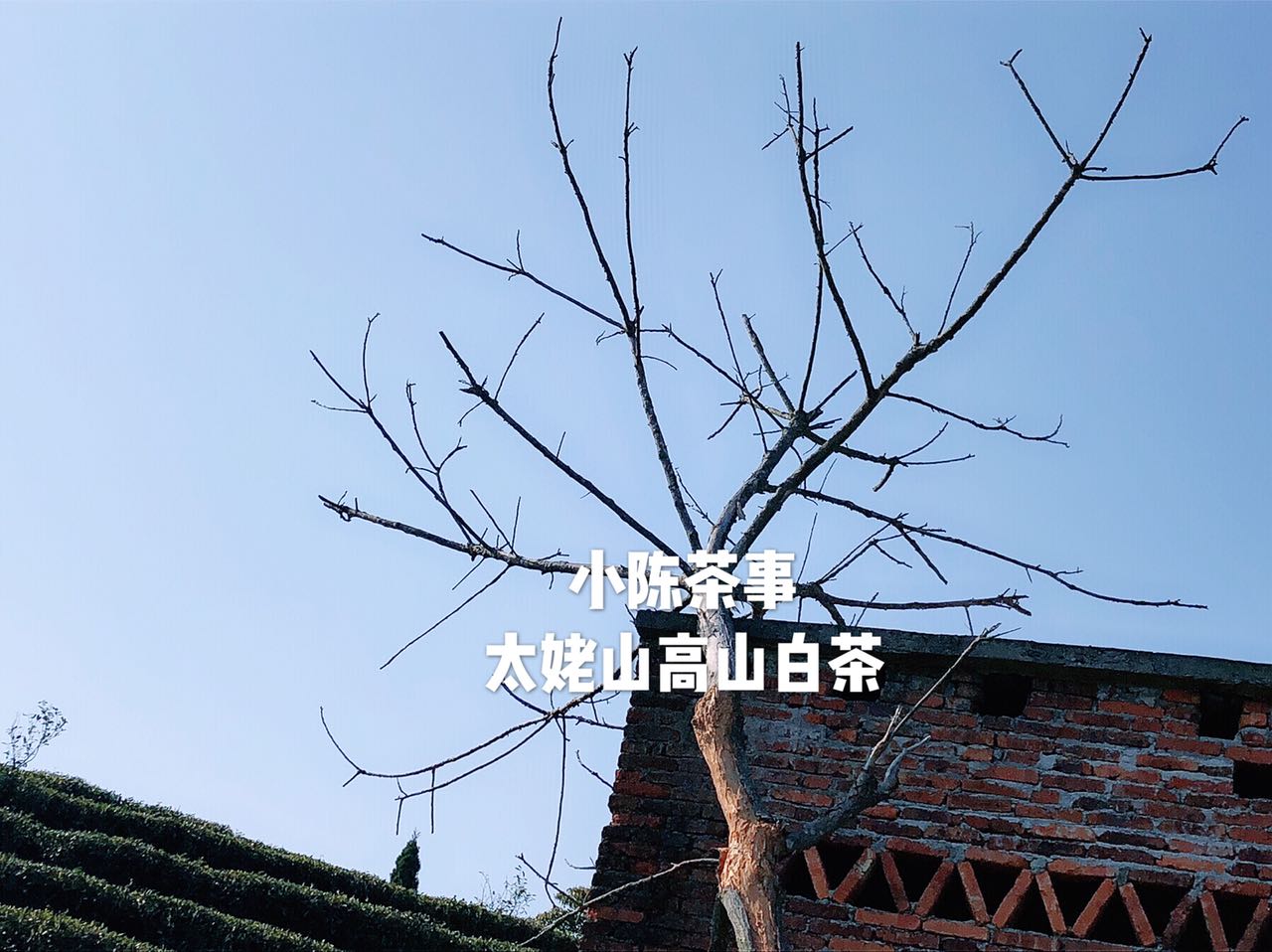 央视点评福鼎白茶,福鼎白茶央视投放时间