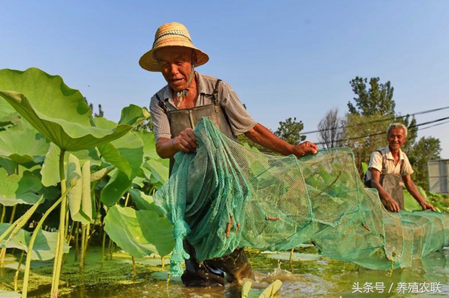 泥鳅养殖技术要点是什么,泥鳅养殖模式有哪些
