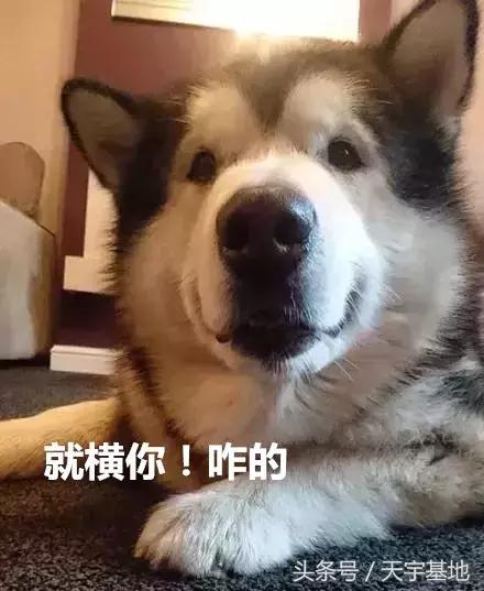 哥，您看见我*眼屁**了吗