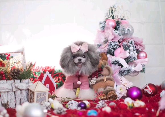 泰迪怀孕58天突然肚子变小,泰迪狗狗怀孕临产怎么安慰它