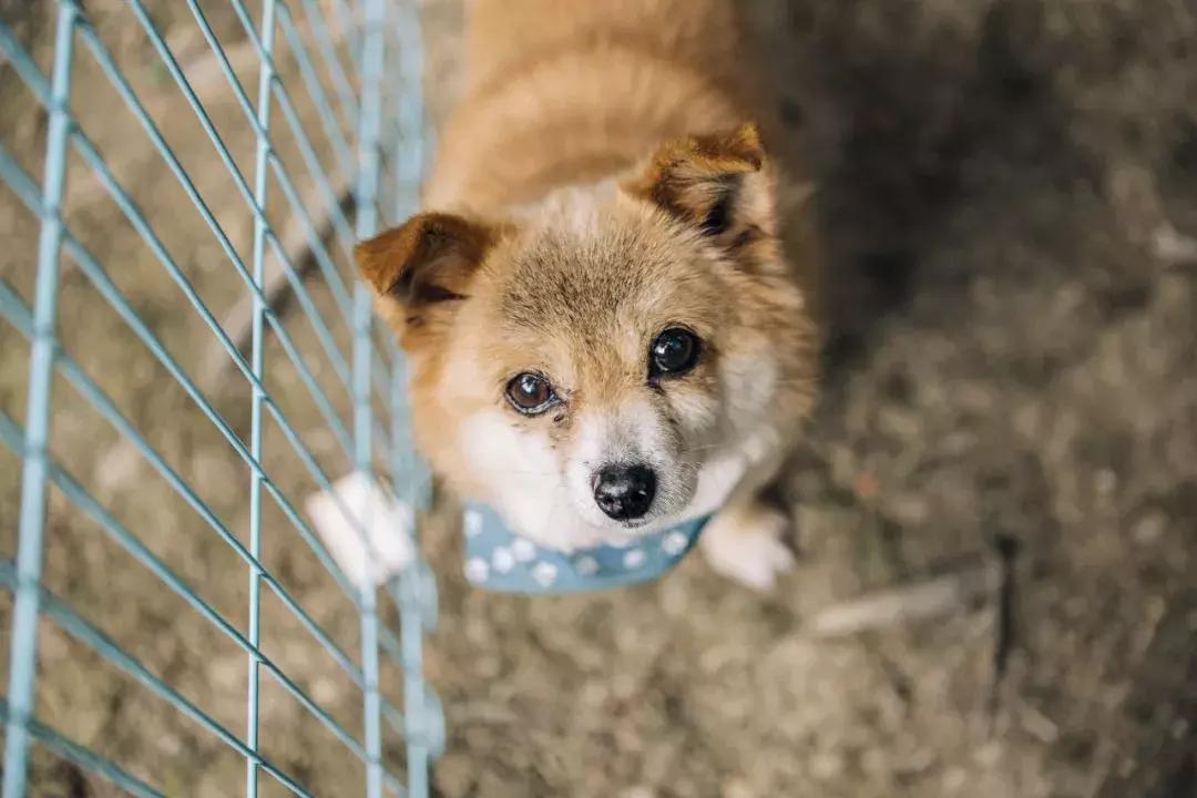 成都宠物殡葬师体验,宠物殡葬全过程家人哭了