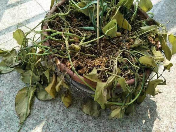 淘米水浇花容易起虫子吗,淘米水浇花会生虫子怎么办