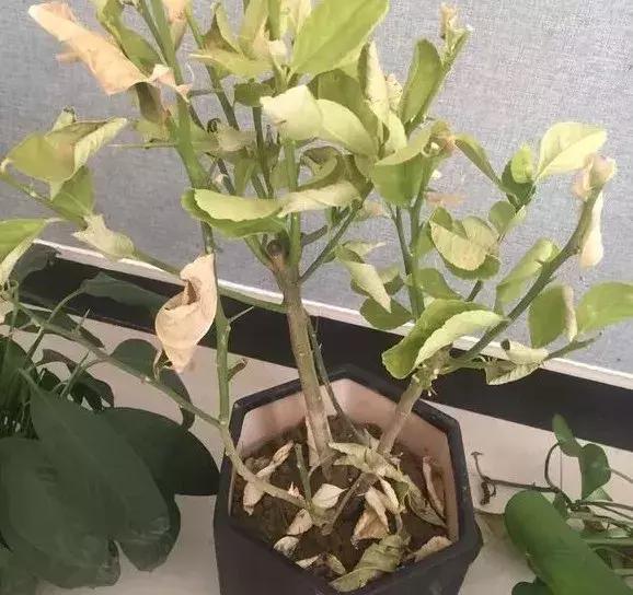 淘米水浇花容易起虫子吗,淘米水浇花会生虫子怎么办