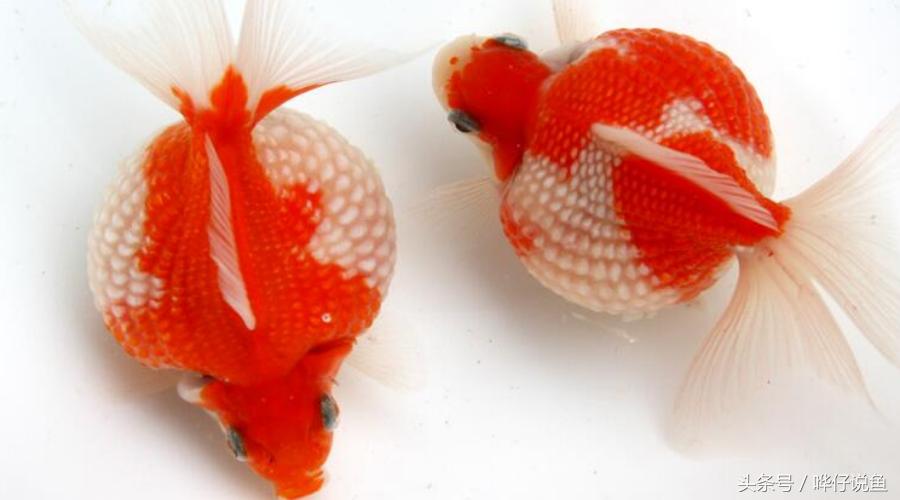 国粹金鱼的小尴尬：国外的金鱼招摇过市，国产的金鱼左右为难