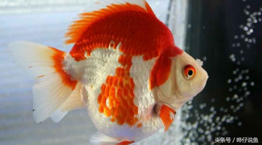 国粹金鱼的小尴尬：国外的金鱼招摇过市，国产的金鱼左右为难