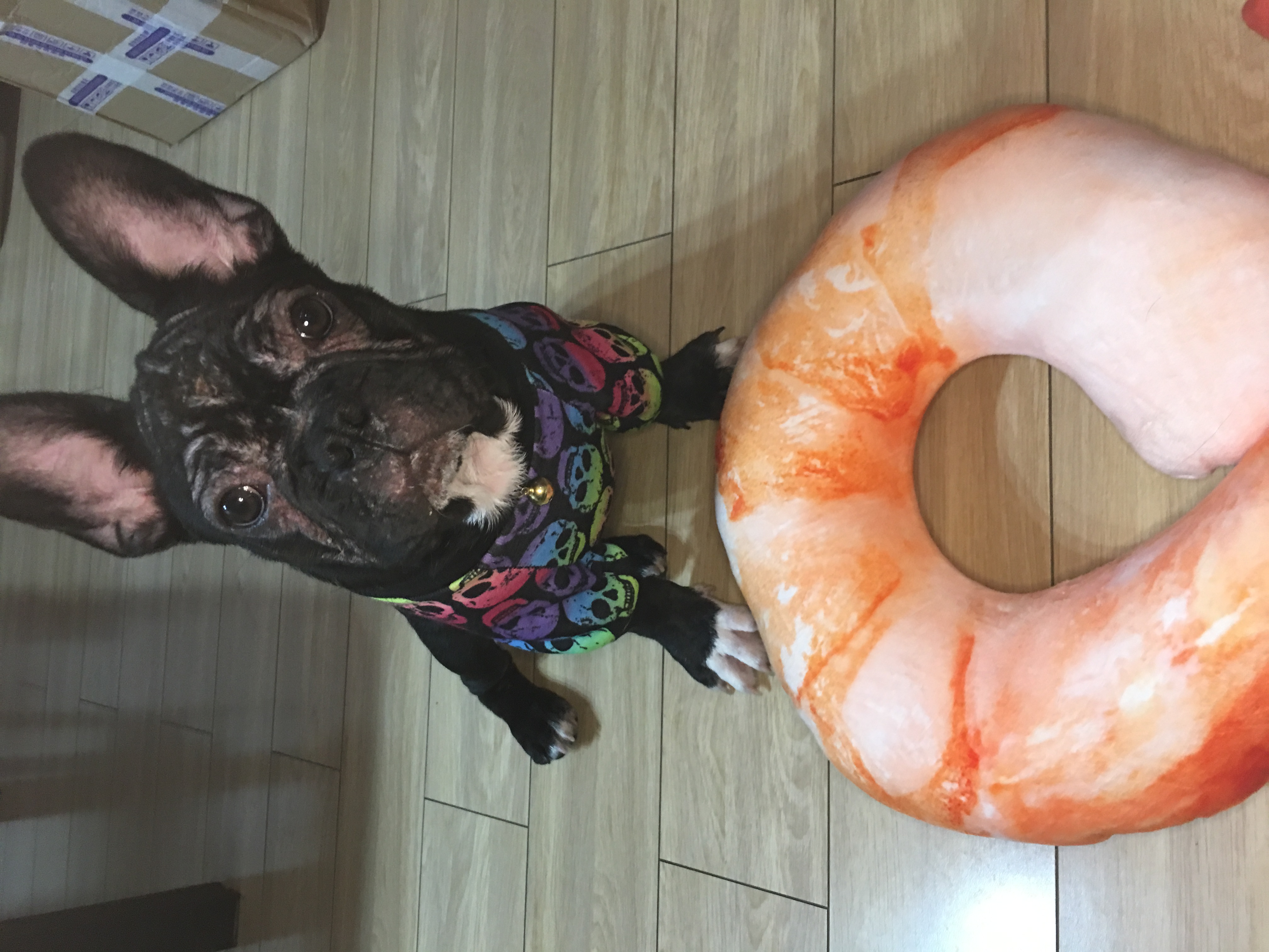 法斗皮肤病一直治不好怎么办,法斗皮肤病治疗多少钱