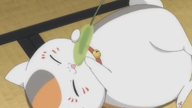 猫舍猫癣防治,猫癣猫要保持卫生吗