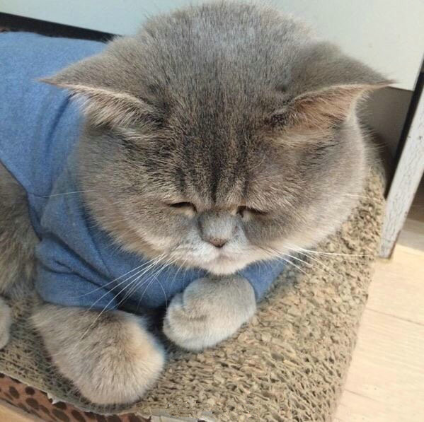 猫舍猫癣防治,猫癣猫要保持卫生吗