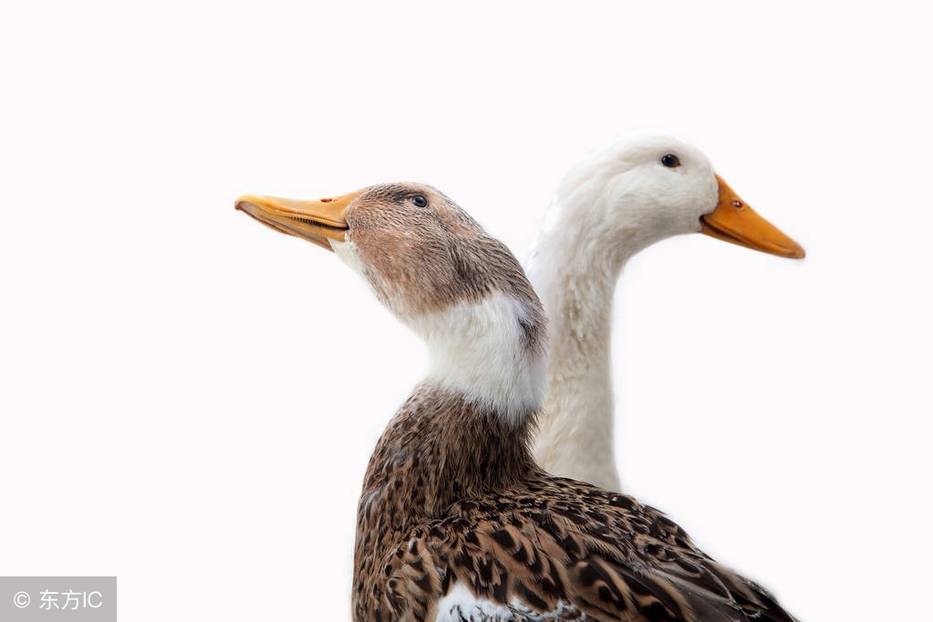 为了生活，我选择了做“鸭”