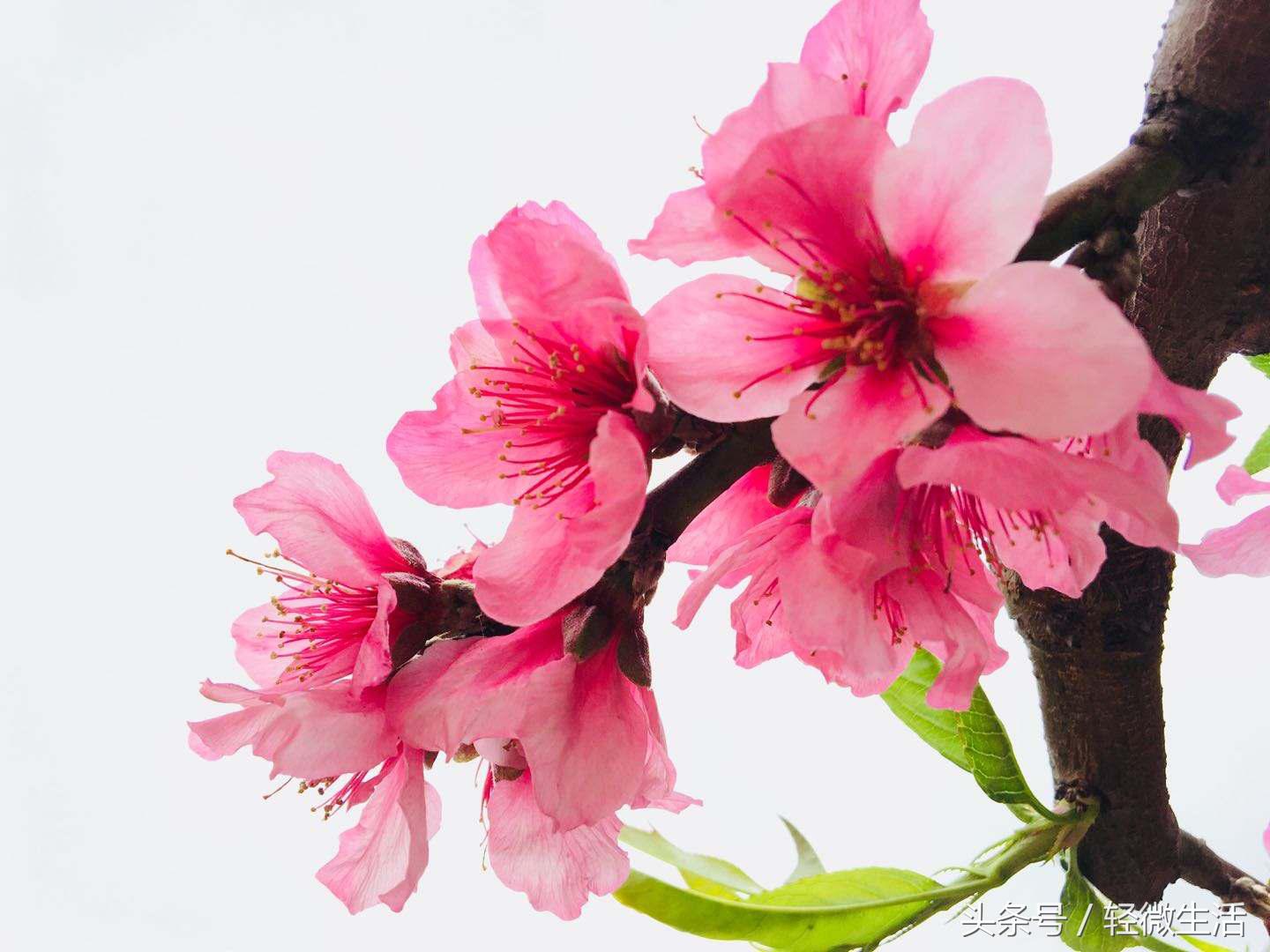 骑记：桃花十里，只取其一