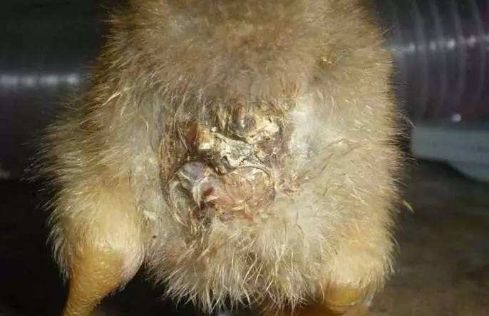 鸡拉白屎是什么原因用什么药,鸡拉白屎最快的治疗方法