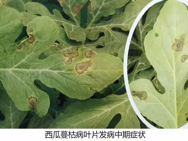 西瓜蔓枯病裂蔓,西瓜得了蔓枯病怎么治