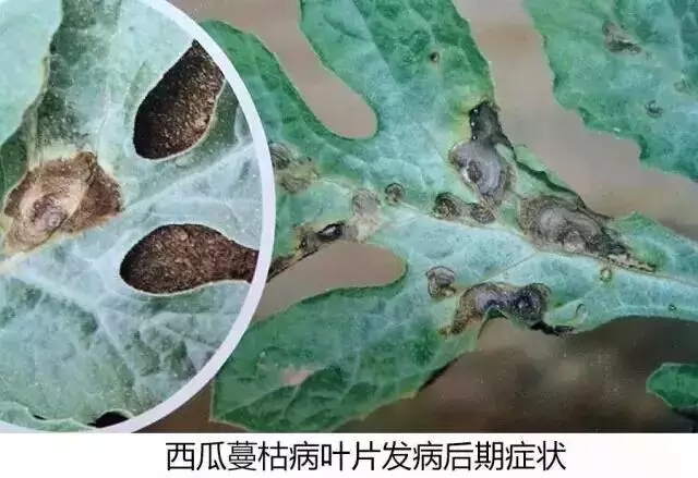 西瓜蔓枯病裂蔓,西瓜得了蔓枯病怎么治