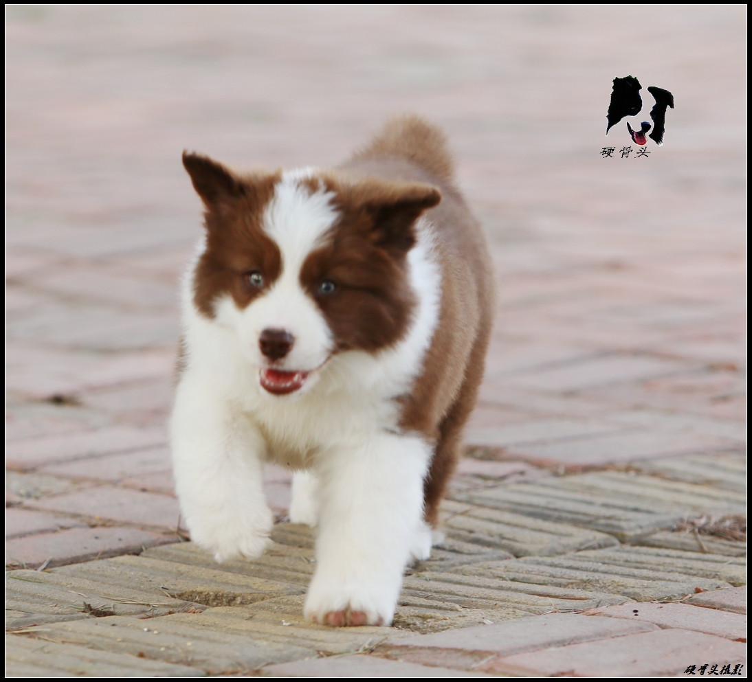 边境牧羊犬小狗满月和2个月的差别