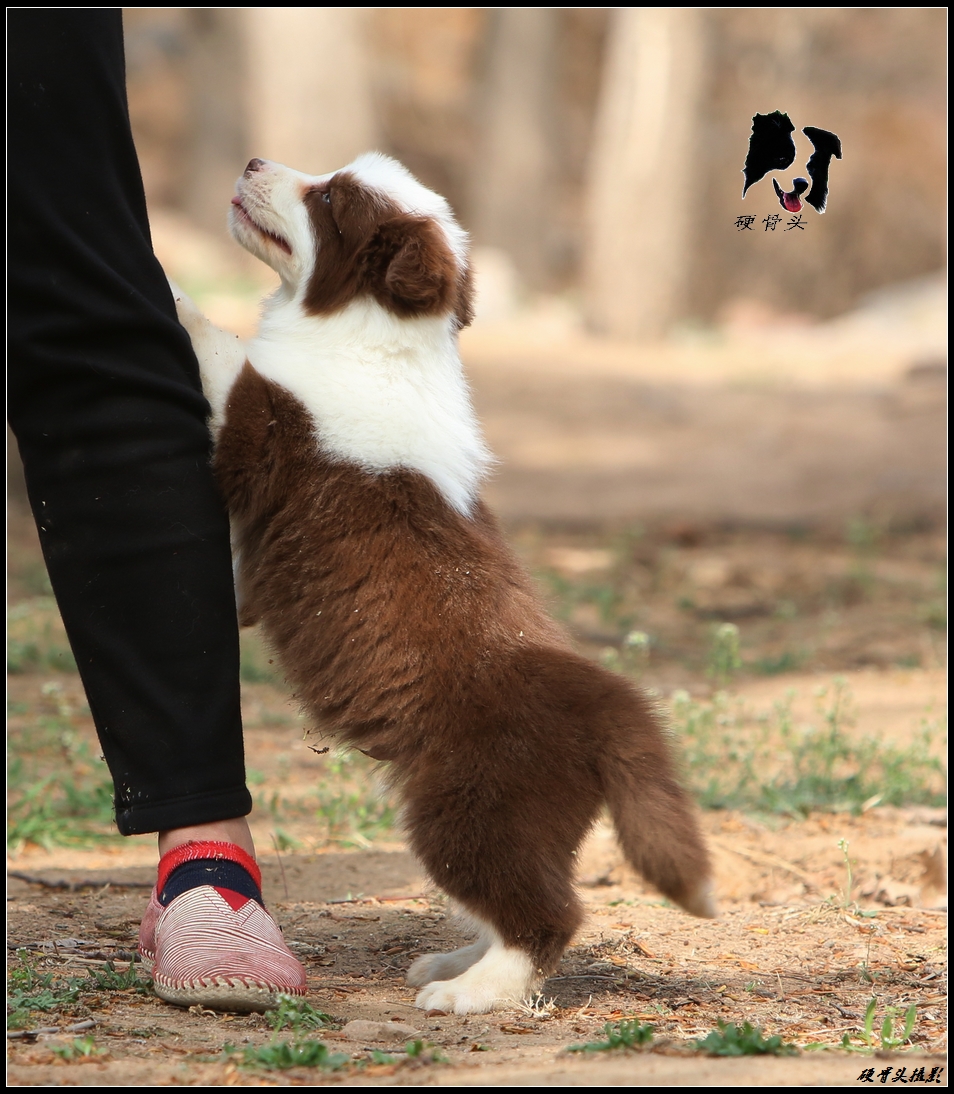 边境牧羊犬小狗满月和2个月的差别