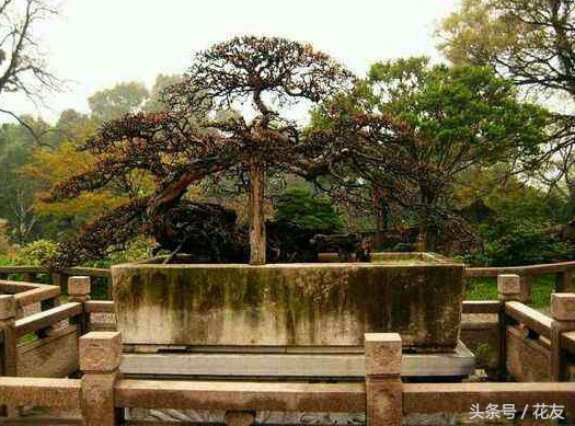 盆景艺术五大流派,扬州盆景园中国盆景五大流派之一