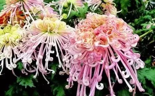 全国56市市花图片,全国56个市的市花