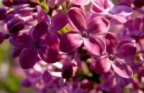 全国56市市花图片,全国56个市的市花