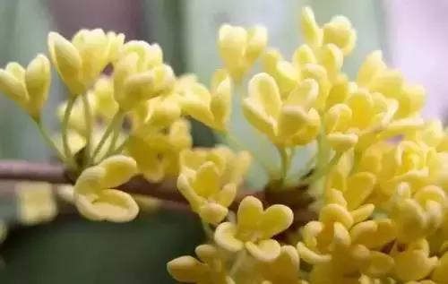 全国56市市花图片,全国56个市的市花