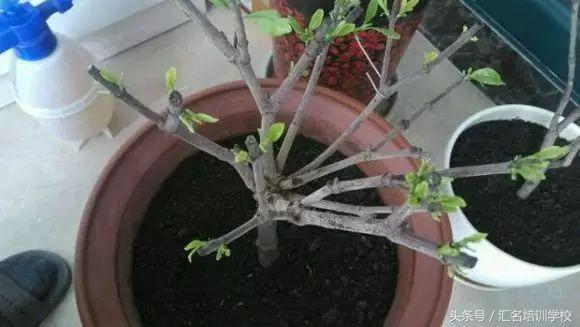 养花烂根枯萎怎么办用什么西药,养花养草烂叶怎么办