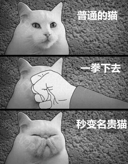 一拳喵星人,一拳让猫咪失去战斗力