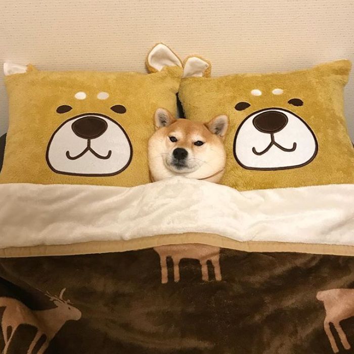 做梦梦见恶犬是怎么回事,梦见恶犬拦路