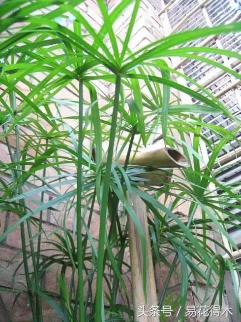 盆景富贵竹叶子发黄怎么救,水培棕竹叶片发黑干枯怎么解救