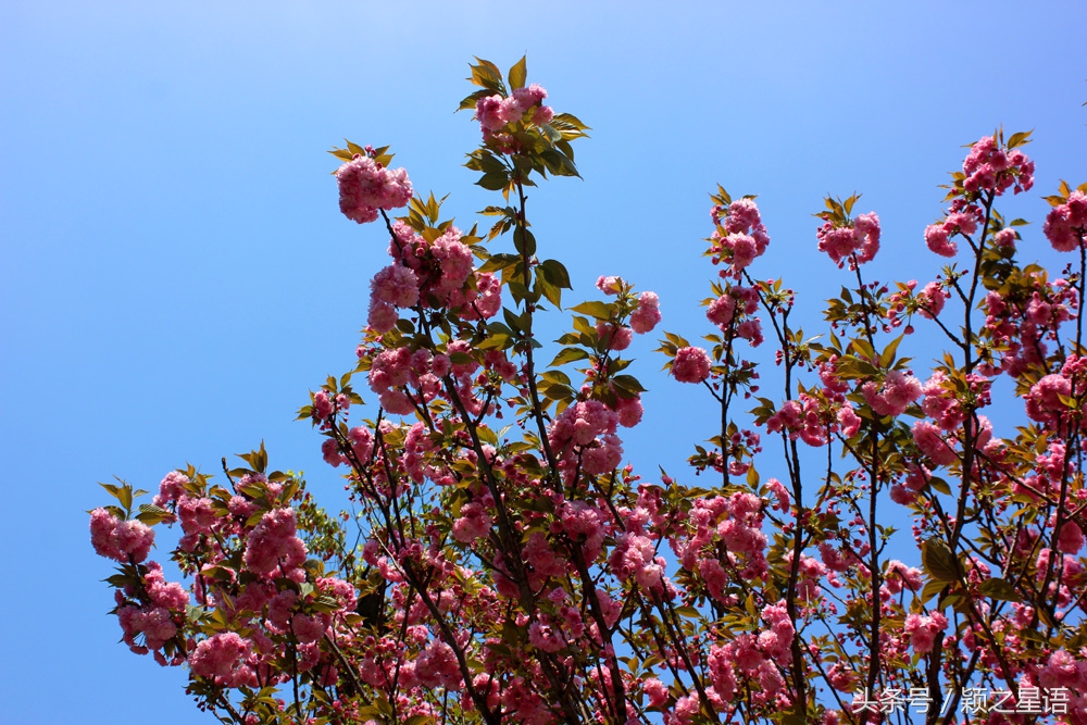 宁波植物园樱花最佳拍摄,花花世界桃博园