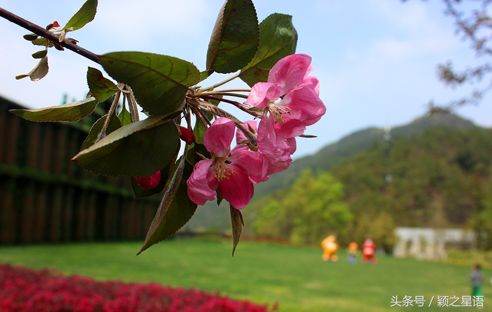 宁波植物园樱花最佳拍摄,花花世界桃博园