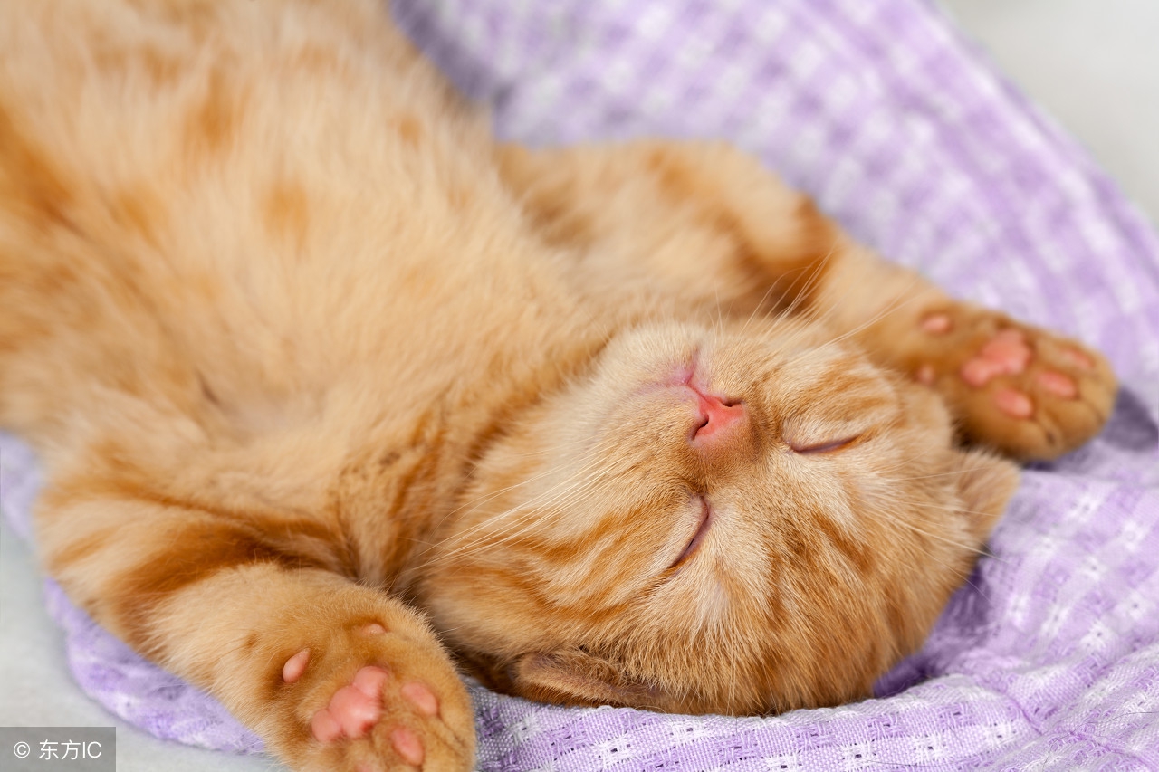 家里的猫咪太顽皮要如何制服它呢,调皮的猫突然很安静怎么回事