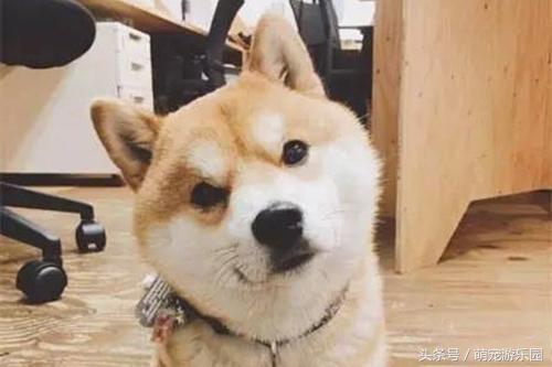 怎样彻底清除狗狗身上的蜱虫,为什么狗狗身上的蜱虫抓不完