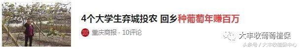 种葡萄真的很辛苦,种植葡萄辛苦的句子