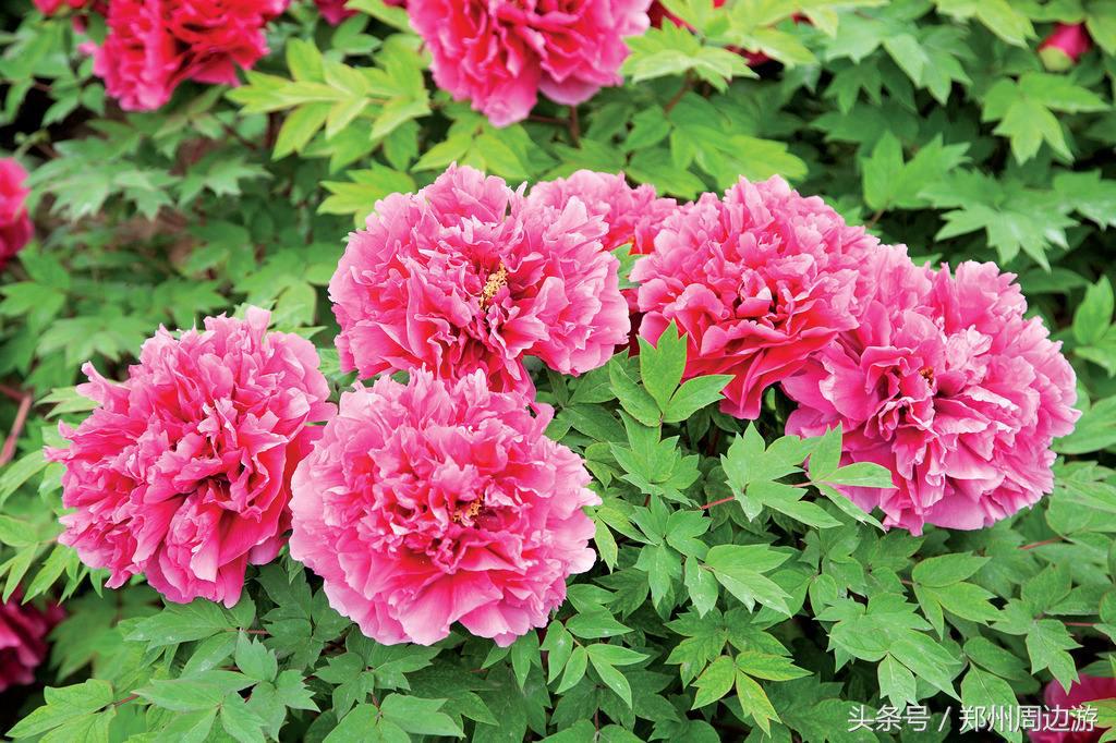 描写牡丹花的诗句开头,关于牡丹诗句和好词好句