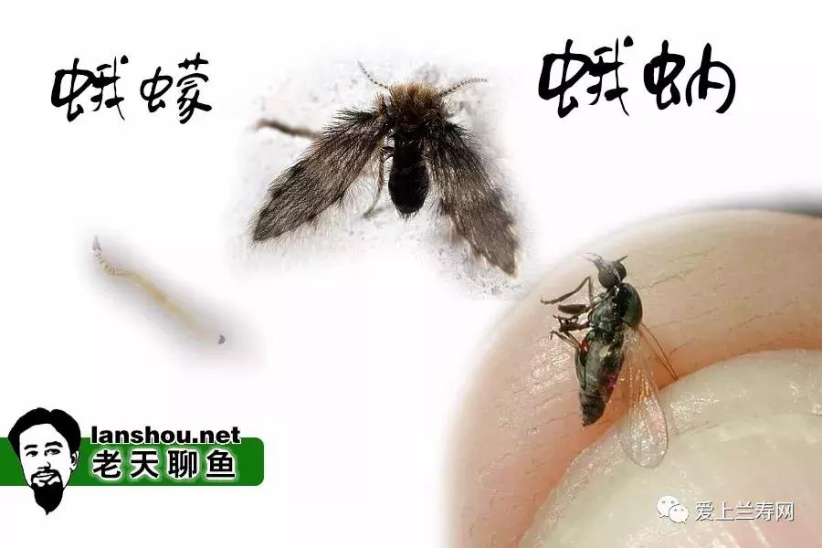 老天聊金鱼,老天聊鱼