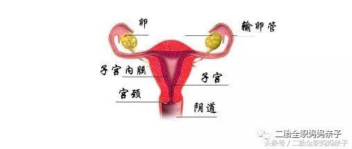 女儿第一次来例假怎么跟老师说,给第一次来月经的女儿科普