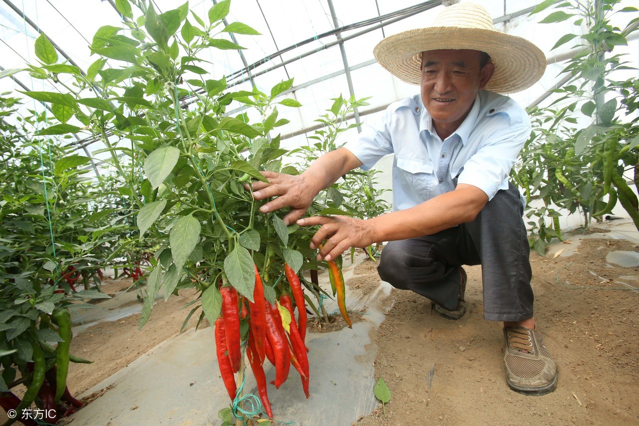 辣椒苗黄叶卷叶生长不旺盛怎样治,辣椒树烂根黄叶死苗用什么药好