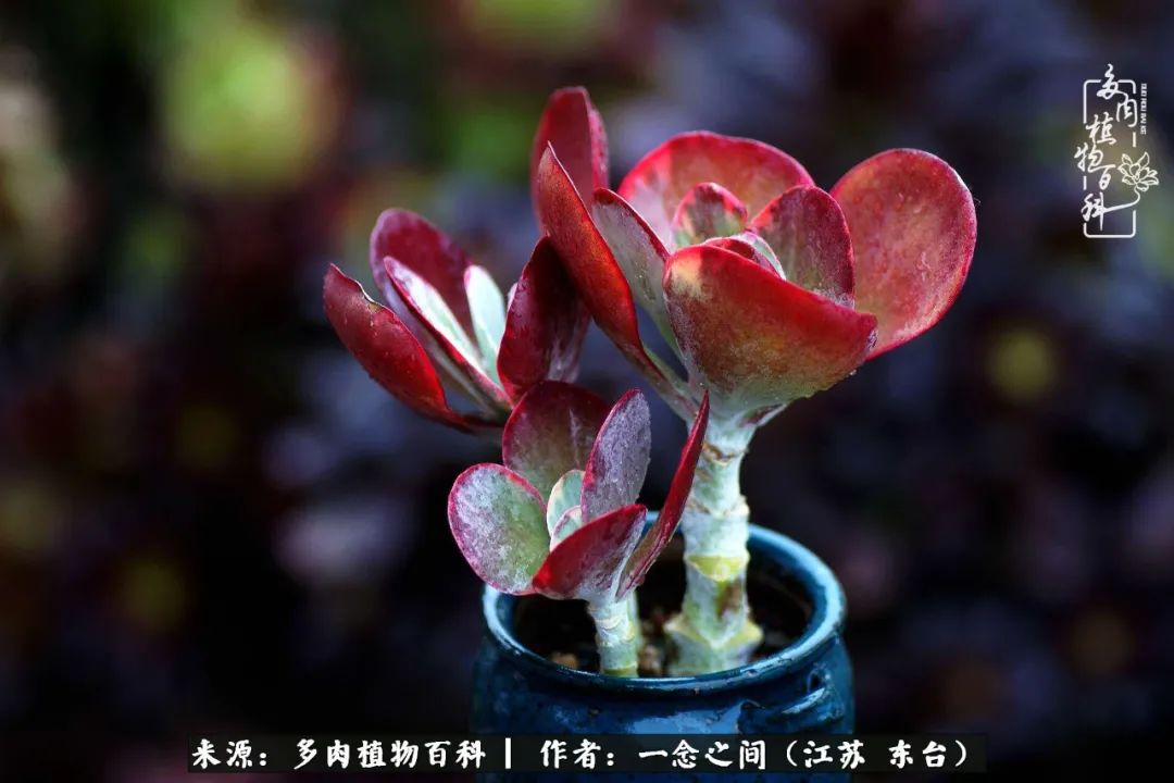 遇见花开蓝莓糖,遇见花开蔬菜沙拉酱