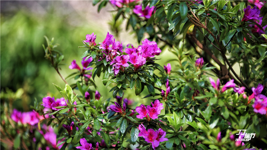 苍山现在变成了这样，让我如何再风花雪月