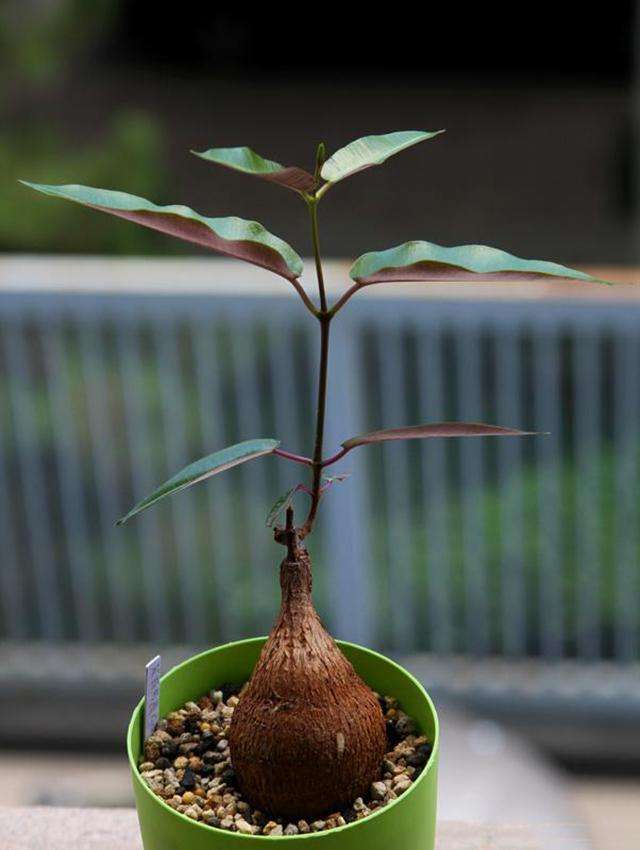 有毒的几种绿植千万不要养,有毒的常见绿植