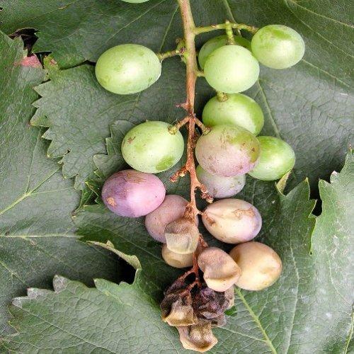 葡萄病害识别,葡萄开花结果要喷什么农药