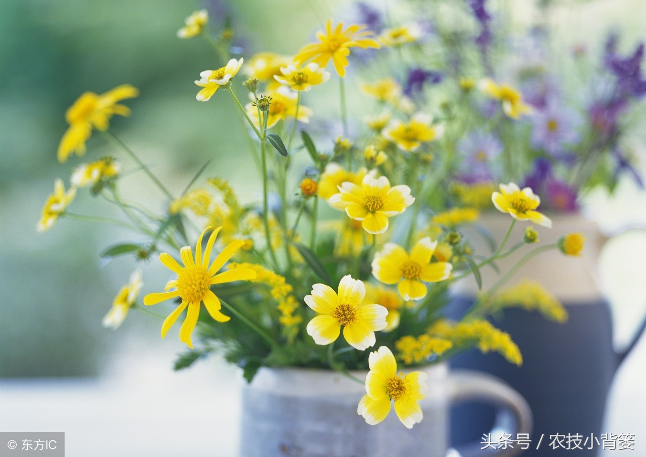 盆栽巧用小苏打：消毒灭菌、防虫祛害，家庭养花更简单！