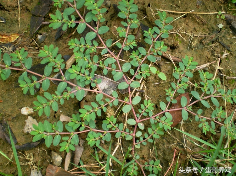 养鸡秘诀：老兽医总结夏季鱼腥草的三个巧用方，养鸡人收藏一下吧