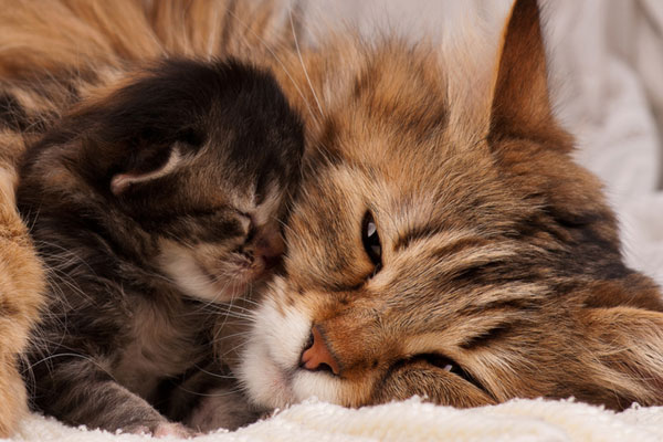 怎么照顾怀孕的猫妈妈,悉心照料喵星人