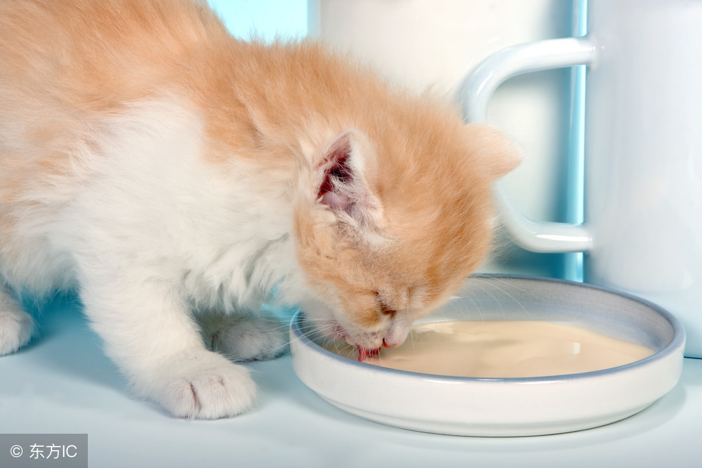 小奶猫人工喂养关注事项,没睁眼小奶猫人工怎么喂养