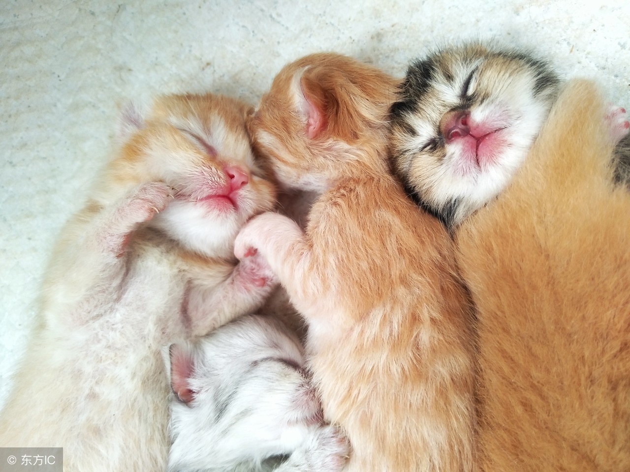 小奶猫人工喂养关注事项,没睁眼小奶猫人工怎么喂养