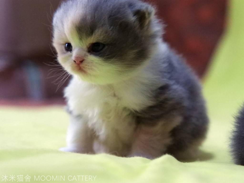 英短猫舍怎么选,英短蓝猫自家猫舍