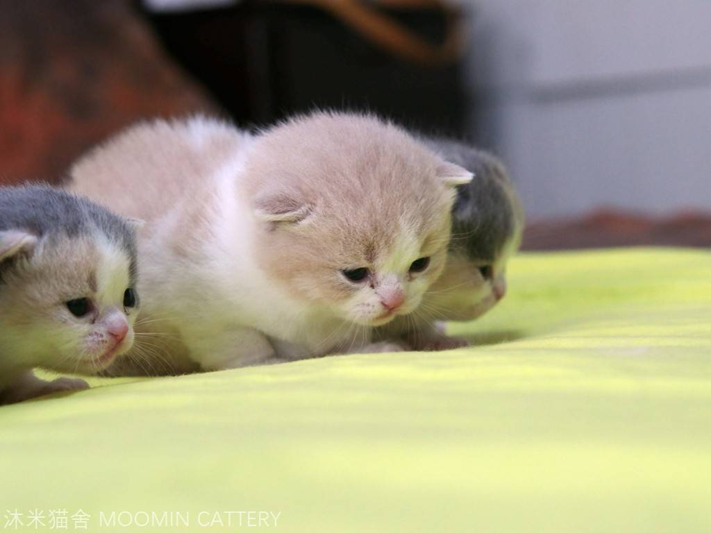 英短猫舍怎么选,英短蓝猫自家猫舍