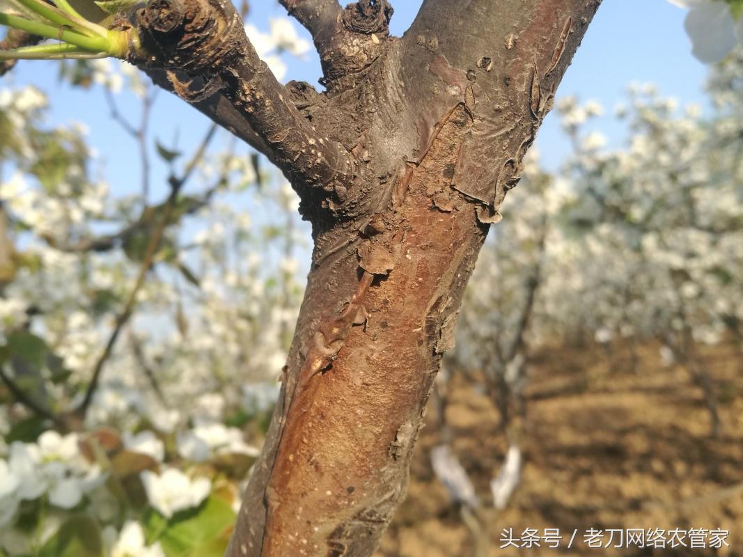 梨树树干起皮是怎么回事,梨树烂叶什么原因
