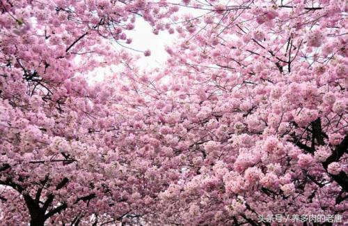 多肉掰叶片会掰断怎么办,多肉叶片怎么掰掉